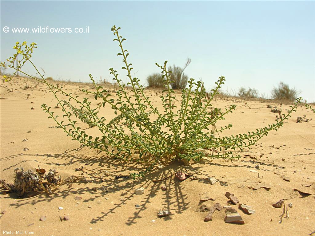 Haplophyllum tuberculatum